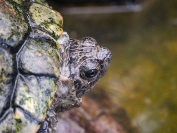 istock brown tortoise head close-up. Bali 1188446281