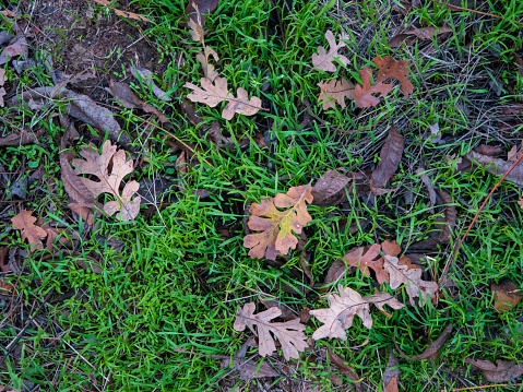 Fallen Valley Oak Leaves after rain fresh grass