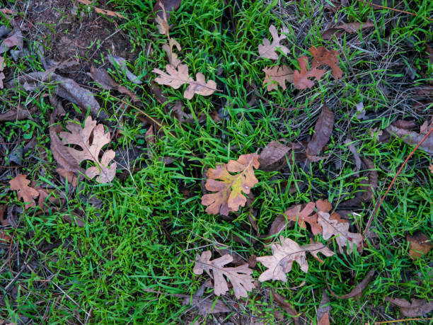 падший долина дуб листья после дождя свежей травы - valley oak стоковые фото и изображения