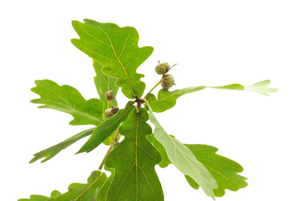 istock Oak branch with acorns. 1188447839