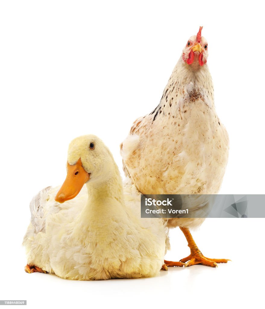 Gà Và Vịt Lớn Hình ảnh Sẵn có - Tải xuống Hình ảnh Ngay bây giờ ...