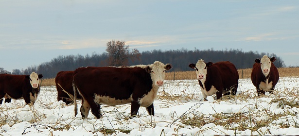 Cows Grazing in Agricultural Rural Setting - Cattle grazing  during winter in open meadows along mountain valley floor.