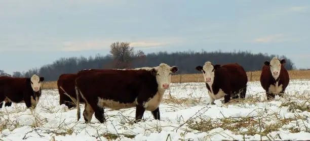 Photo of Herford cows rooting through the snow for feed