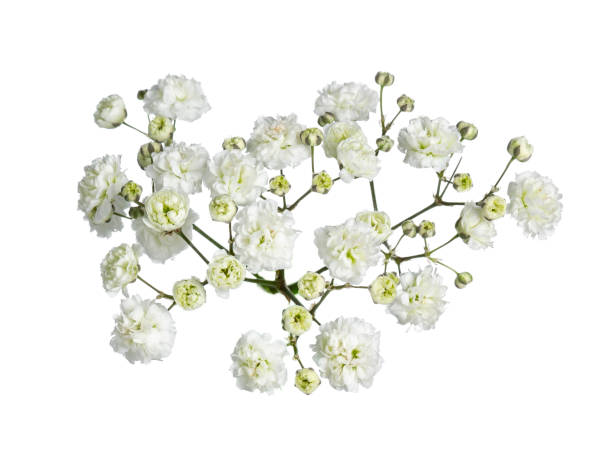 Top view flower on white background Top view of branch white gypsophilia flower. Isolated on white background. gypsophila stock pictures, royalty-free photos & images