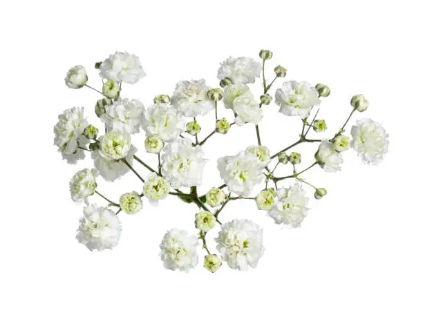 Top view of branch white gypsophilia flower. Isolated on white background.