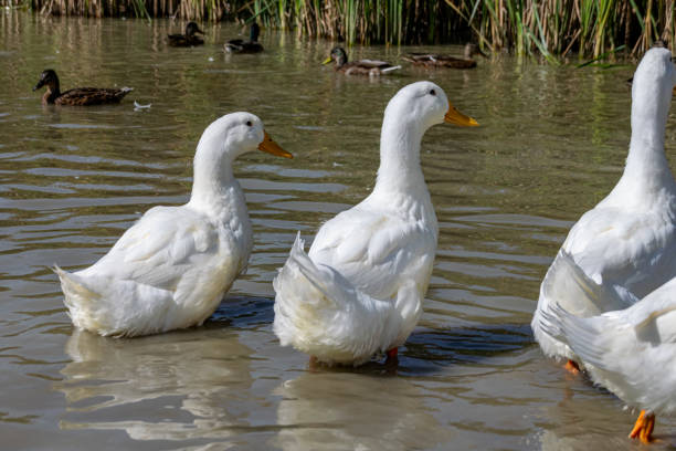 istock Rear of white pekin ducks (also known as aylesbury or long island ducks) in summer 1188449511