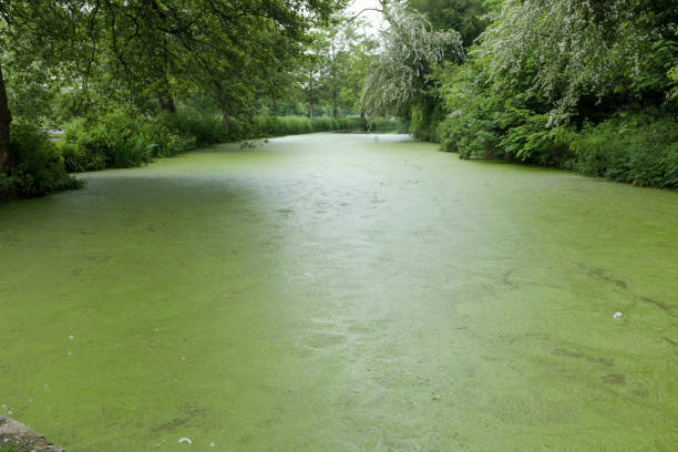 istock Green Algae Covering A Disused Canal In The UK 1188451419