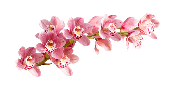 Pink orchid. Tropical flower branch isolated on white background
