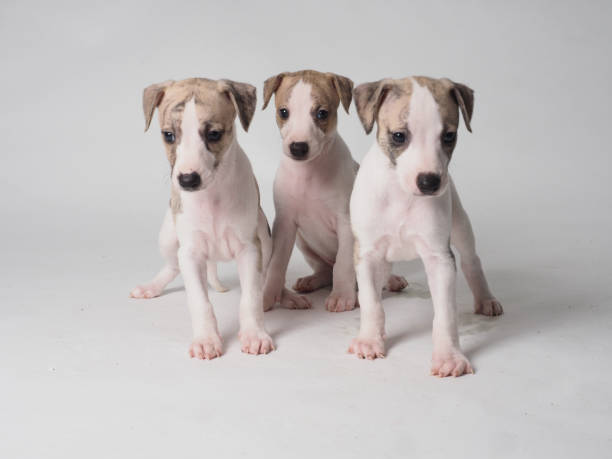 Cachorros De Whippet - de fotos e imágenes de stock - iStock