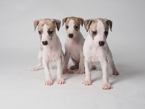 Three puppies of whippets with 36 days old tabby and white