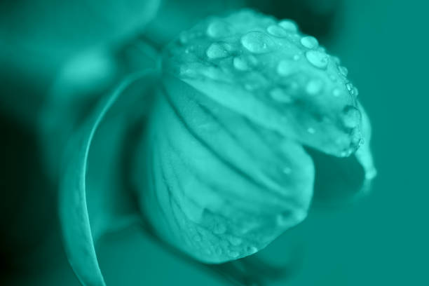 istock delicate pink Orchid with dew drops close-up on light blue background 1188452986