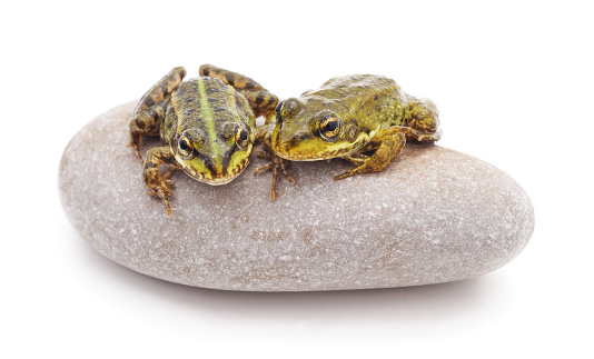 Green frogs on a stone isolated on a white background.