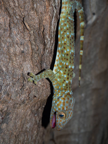 istock gecko currents hanging on a tree of Koh Phangan island 1188453975