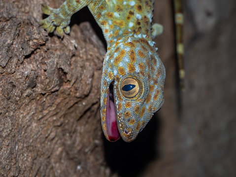 Gecko Currents Hanging On A Tree Of Koh Phangan Island Stock Photo - Download Image Now - iStock Gecko Currents Hanging On A Tree Of Koh Phangan Island Stock Photo - Download Image Now - iStock