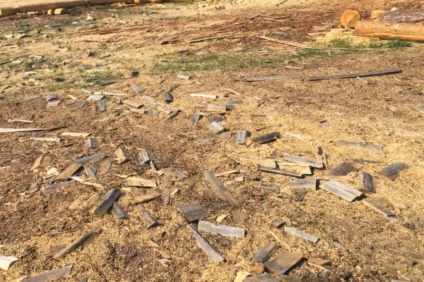 istock Sawdust and chips on ground after cutting wood. 1188454113