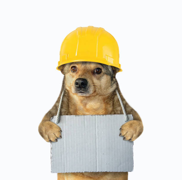 istock Dog with blank sign around its neck 1188455033