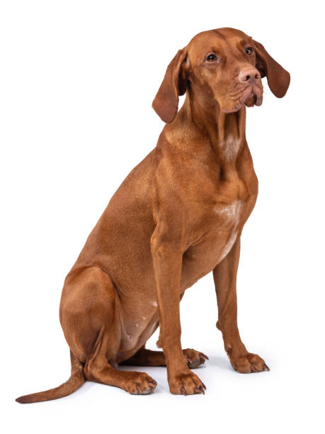 istock Hungarian vizsla dog isolated 1188456715