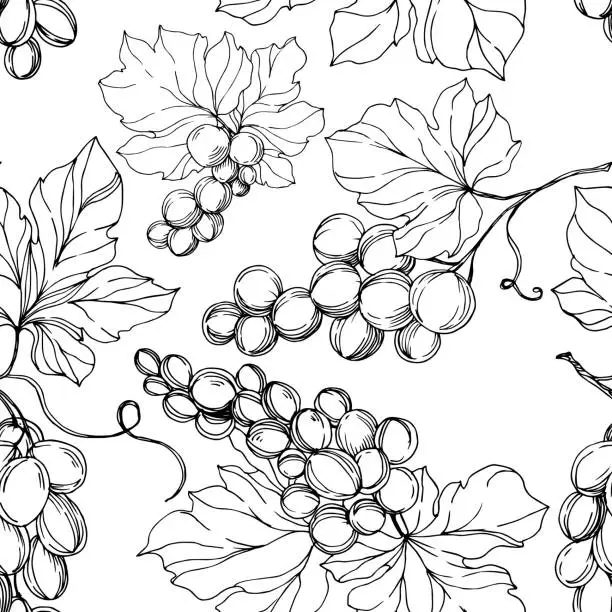 Vector illustration of Vector Grape berry healthy food. Black and white engraved ink art. Seamless background pattern.