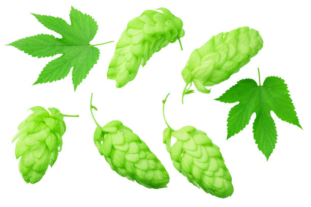 istock Green hops with green leaves isolated on a white background. top view 1188458420