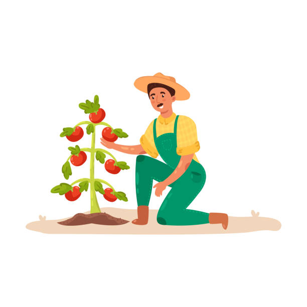 illustrazioni stock, clip art, cartoni animati e icone di tendenza di agricoltore maschio che si prende cura dei pomodori in giardino. illustrazione vettoriale in stile cartone animato piatto. - campo di pomodori