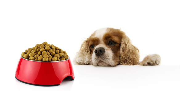 hungry cavalier dog with food red bowl ready to eat. Isolated on white background.