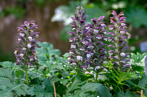 Acanthus hungaricus high flowering plant, herbaceous purple white green flower in bloom