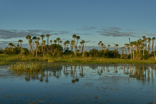 The beautiful natural surroundings of Orlando Wetlands Park in central Florida.  The park is a large marsh area which is home to numerous birds, mammals, and reptiles.