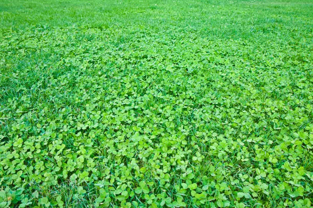 Photo of Detail of a beautiful fresh and green clover field