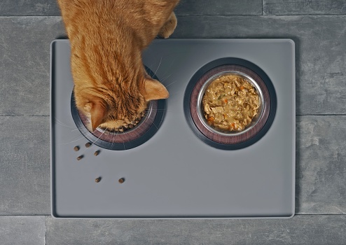 Cat eating dry food beside a food bowl with wet food, seen directly from above.