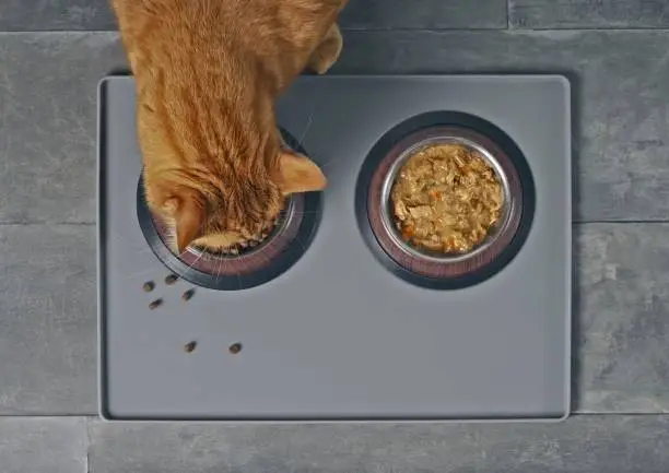 Photo of Cat eating dry food beside a food bowl with wet food, seen directly from above.