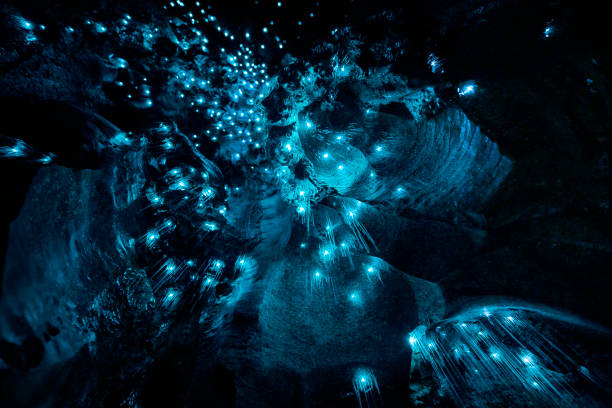 Abstract Art of Nature - Close Up of New Zealand Glow Worms in Cave Abstract Art of Nature - Close Up of New Zealand Glow Worms in Cave waikato region stock pictures, royalty-free photos & images