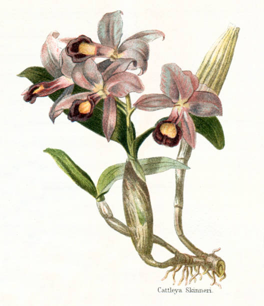 Orchid Guarianthe skinneri illustration 1897 Guarianthe skinneri is a species of orchid. It is native to Costa Rica; from Chiapas to every country in Central America
Original edition from my own archives
Source : "Meyers Konversations-Lexikon" 1897 skinneri stock illustrations