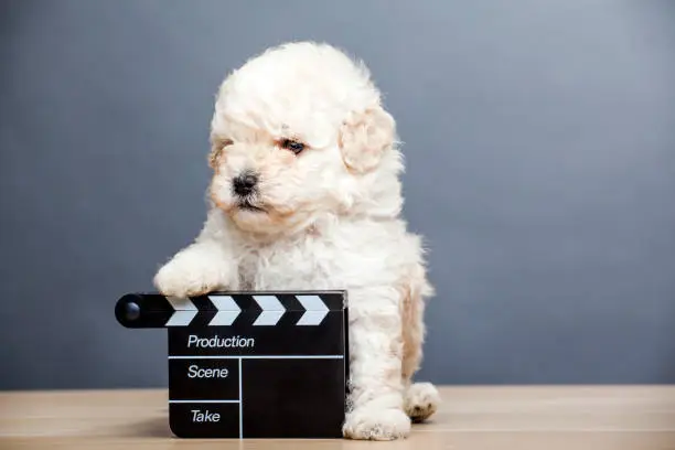 Photo of puppy portrait clapper board table