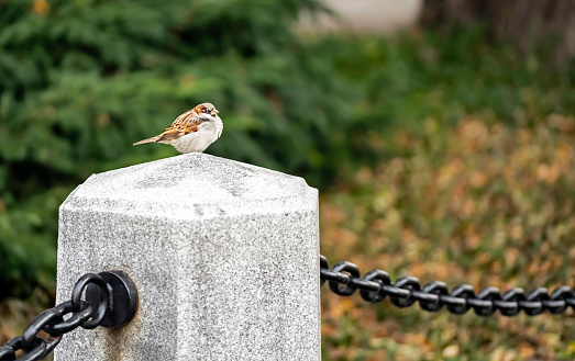 New York, NY, USA - November 18, 2019: A plump sparrow pauses momentarily atop a granite fence post on an overcast November day near the Jacqueline Kennedy Onassis Reservoir on the upper east side of Manhattan.
