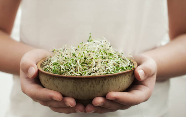 Hands with homegrown organic sprouts. Young adult hands holds ceramic bowl with homegrown organic sprouts, micro greens. Alfalfa sprouts .Healthy eating concept .Close up,selective focus. grain sprout stock pictures, royalty-free photos & images