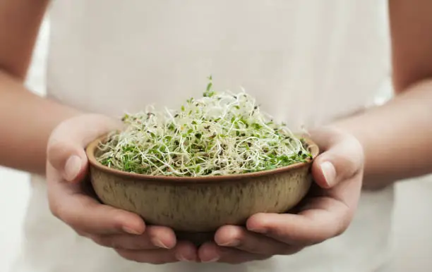 Young adult hands holds ceramic bowl with homegrown organic sprouts, micro greens. Alfalfa sprouts .Healthy eating concept .Close up,selective focus.