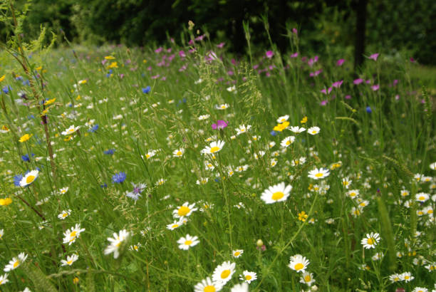 istock Field of herbs 1188474947