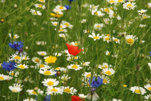 istock Field of herbs 1188474960