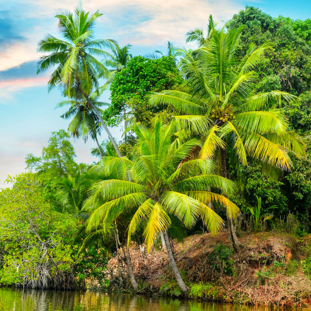 istock Lake, coconut palms and mangroves. Sri Lanka 1188475307