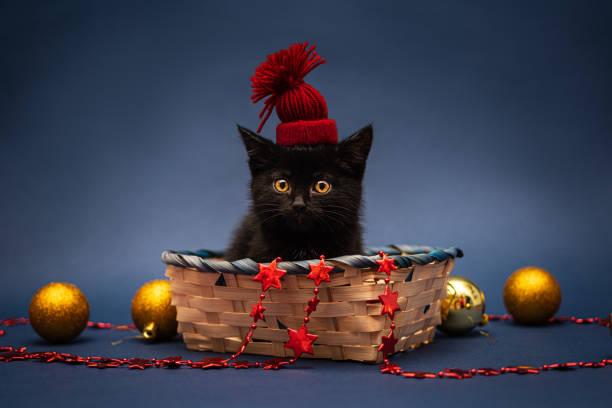 black kitten wearing red hat in wicker basket with christmas toys - animal domestic cat basket kitten imagens e fotografias de stock