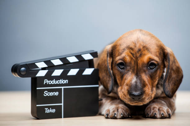 mesa de tabuleiro de clapper do retrato do filhote de cachorro - hollywood movie - fotografias e filmes do acervo