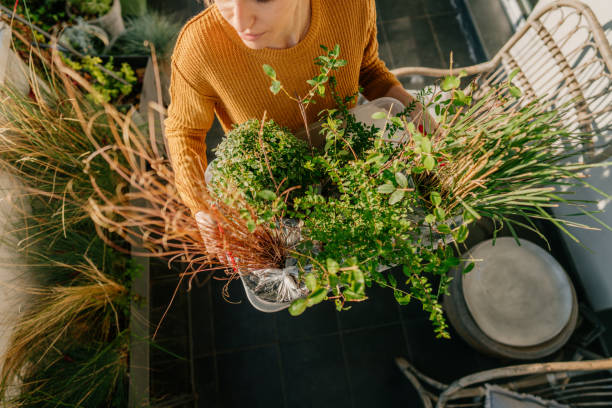 istock Arranging my rooftop garden 1188477505