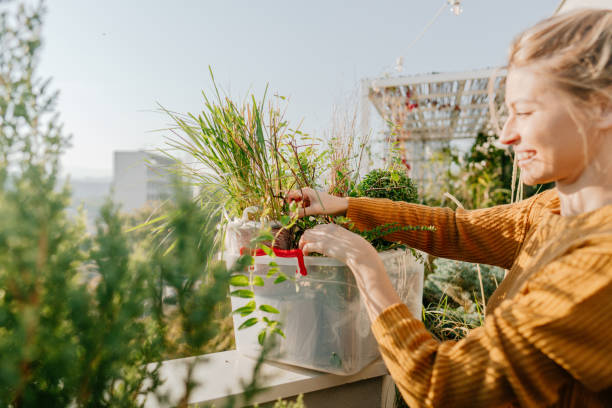 istock Arranging my rooftop garden 1188477553