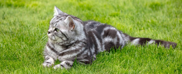 istock Pretty British Shorthair cat on a lawn 1188477732
