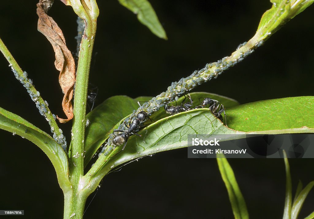 Formigas e aphids - Foto de stock de Afídio royalty-free