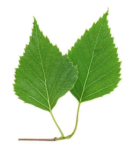 istock Two young birch leaves on branch, white background. Top view. 1188478311
