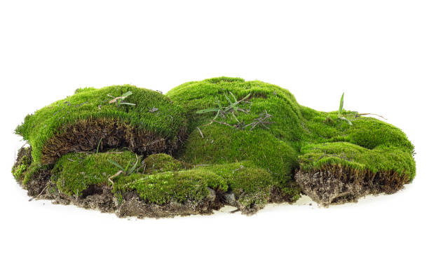 istock Green moss isolated on a white background. Mossy hill. 1188478320