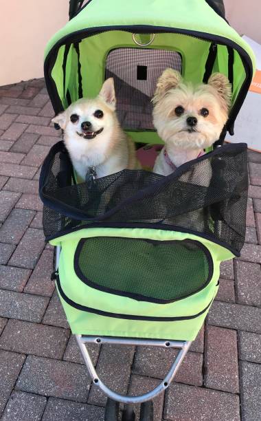 due cani viziati nel passeggino - chihuahua dog pet carrier puppy foto e immagini stock