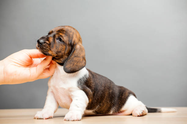 istock puppy portrait hand wooden table 1188479228