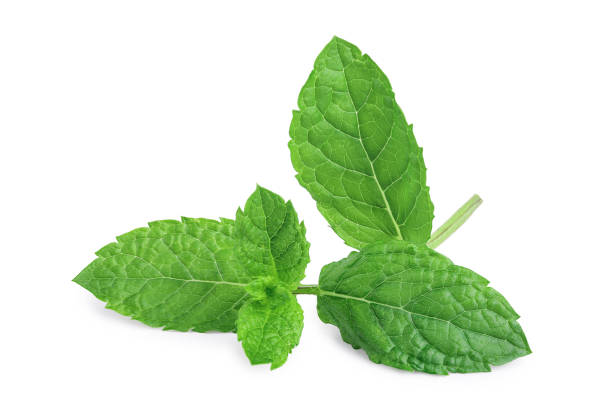 istock fresh mint leaves isolated on white background 1188479277